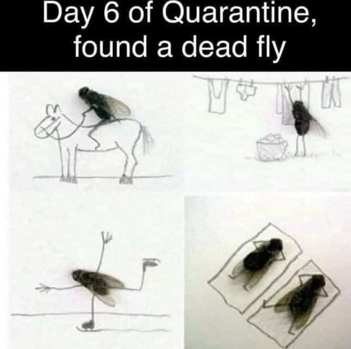QuarantineDay6.jpg.09b7496e274731a63232bfbabdeb63d7.jpg