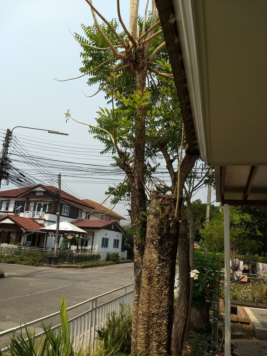 Tree5.jpg