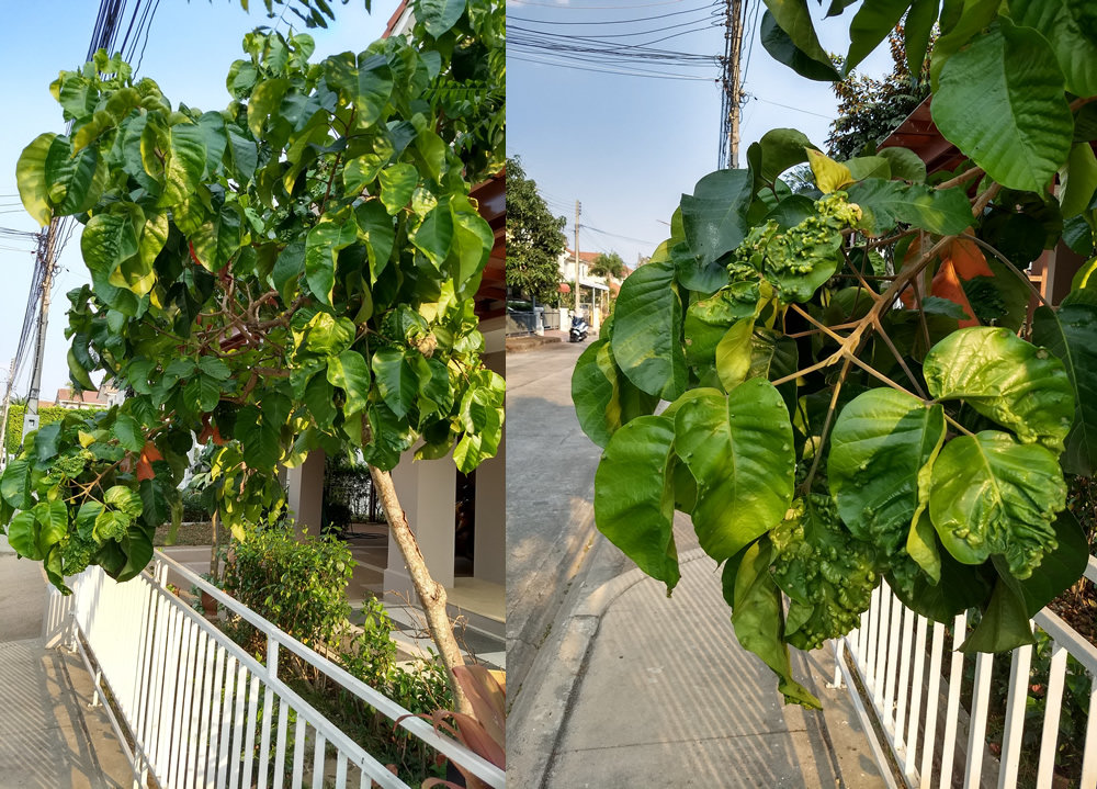 Tree6.jpg