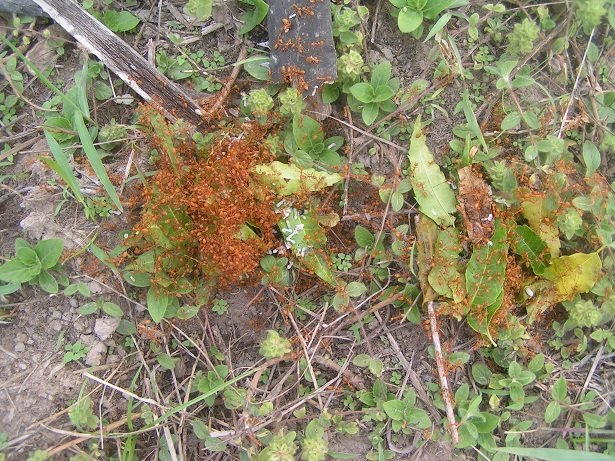 ants.jpg.b3f6a79f3b83fd59b4ff5fa944a7134a.jpg