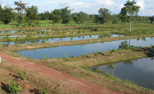 ponds01.jpg.16b18576eea67211aacb3bf9ab3b9f89.jpg