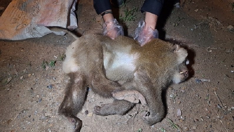 1377-N-Apr-26-05-Drunk-monkey-hit-dead-in-HW-crossing.jpg