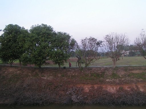 1503251613_mangohatvest02.jpg.770e3d84ca896cb68e5cc17a9eeabf27.jpg