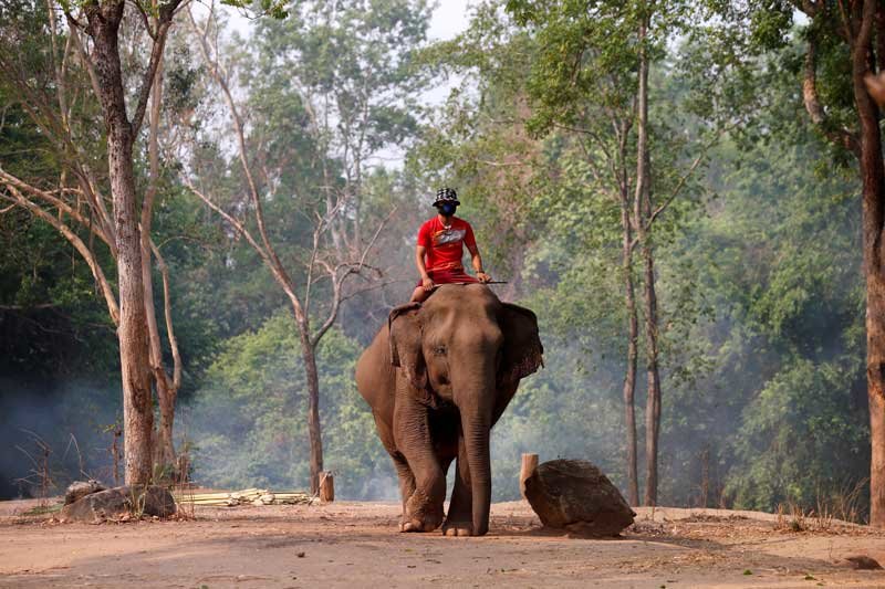 2020-04-06T075645Z_1_LYNXMPEG350EE_RTROPTP_4_HEALTH-CORONAVIRUS-THAILAND-ELEPHANTS.JPG