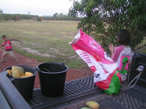 652646058_mangohatvest01.jpg.eadf1a28725235a61f10276973379d54.jpg