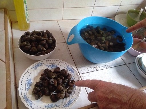 875816130_snails03.jpg.63c08d309cfdd6745fedfc552aeae27a.jpg