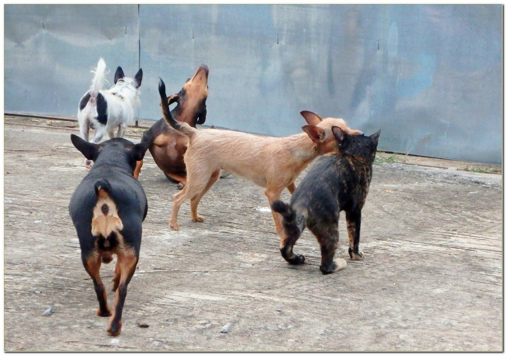 885352775_PB101621_KSR_our_dogs__cat.thumb.JPG.fe43d0ba3d10d7043383a21f4f2e5c48.JPG
