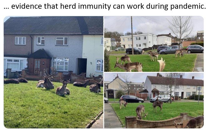 herd_immune.jpg.c5a7ea3c6001c7baf71804e3b93173f2.jpg