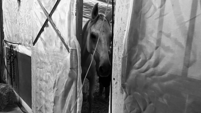 horse.jpg