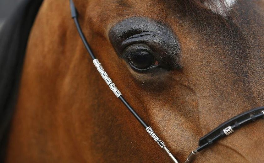 horse_22112013.jpg