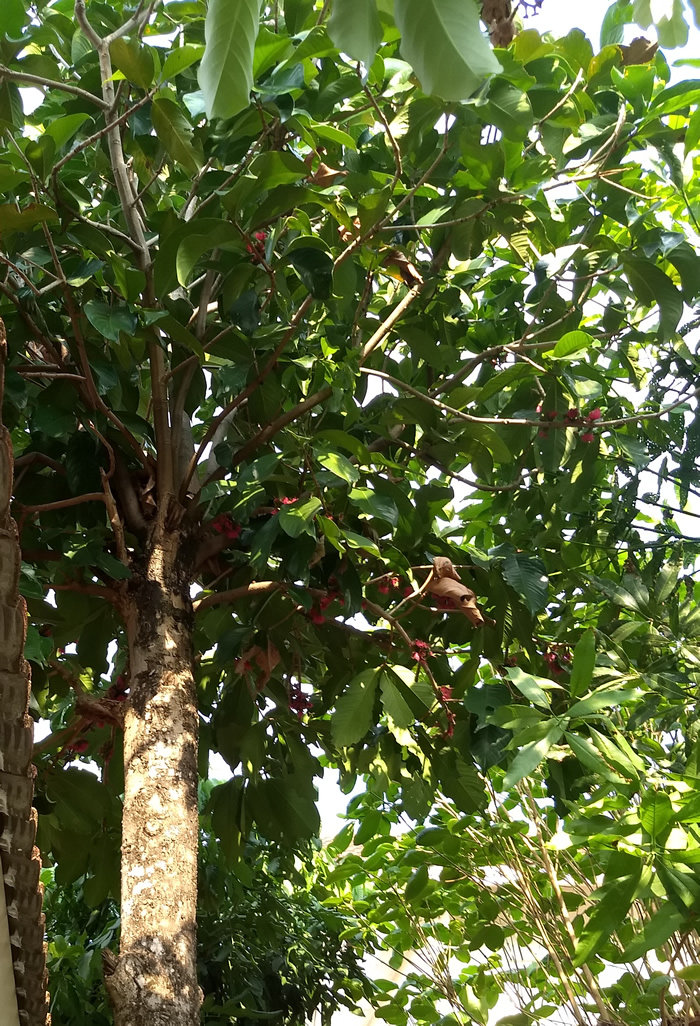 tree2.jpg