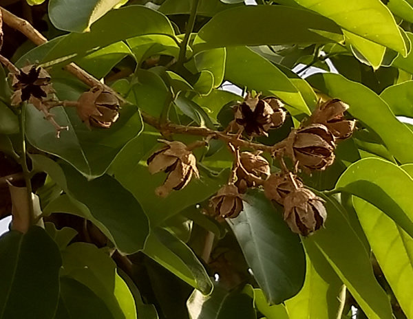 tree5.jpg