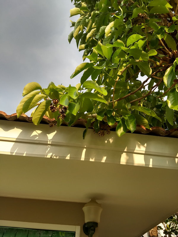 tree5a.jpg