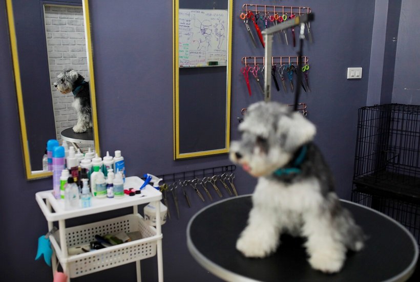 2020-05-05T075907Z_1_LYNXMPEG440FN_RTROPTP_4_HEALTH-CORONAVIRUS-THAILAND-DOG-GROOMING.JPG