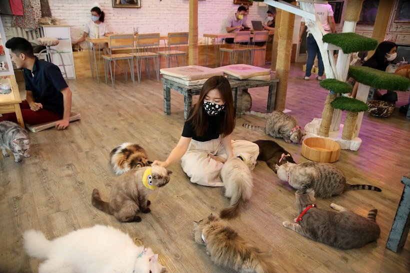 2020-05-08T091210Z_1_LYNXMPEG470L2_RTROPTP_4_HEALTH-CORONAVIRUS-THAILAND-CAT-CAFE.JPG