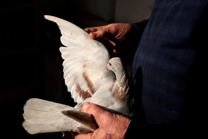 2020-05-30T013124Z_1_LYNXMPEG4T01A_RTROPTP_4_INDIA-PAKISTAN-PIGEON.JPG