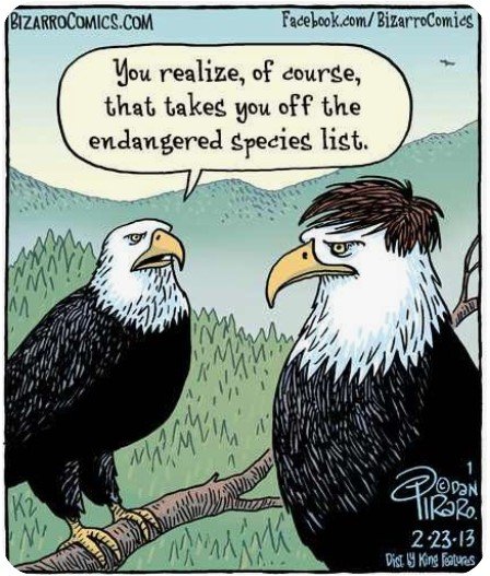 EagleWig_Endangered.jpg.f823aa20a84aaf83f4cd8b51fbf797b4.jpg