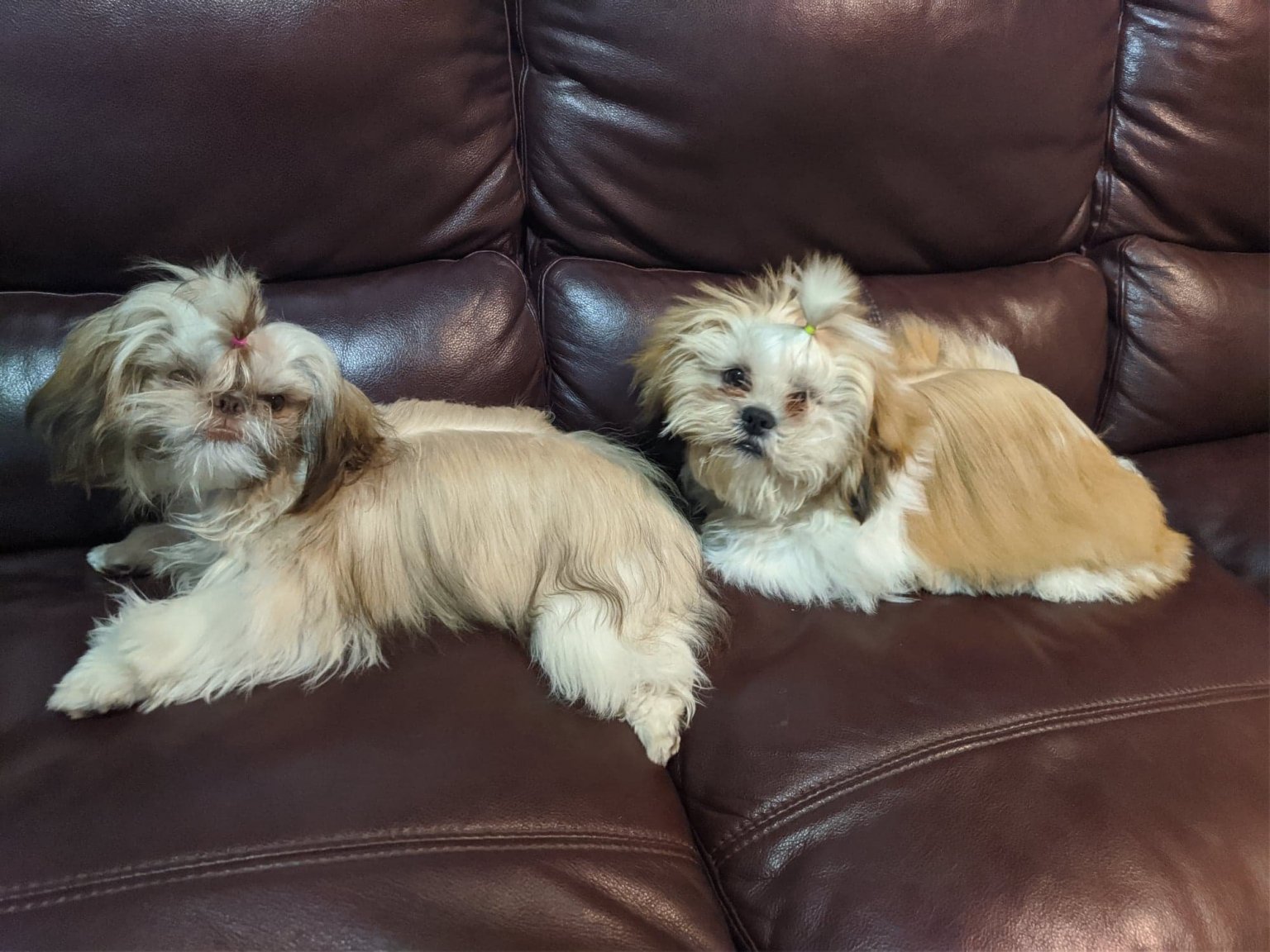 dogs.jpg