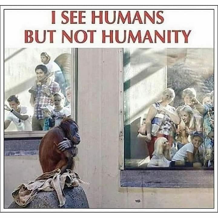1225478056_DogRescuePattayaAnimalsLivesMatter(1).jpg.6054dae6ede6f07c43e6d5f54457df85.jpg