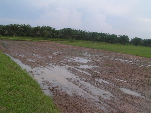 1274633369_ricearea002.jpg.80c1d787c99c5c36eebb67c5905b86c9.jpg