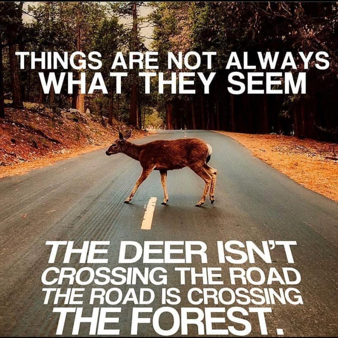 1995232723_DogRescuePattayaAnimalsLivesMatter(4).jpg.f887499143cf45519a70d27a866fc45c.jpg