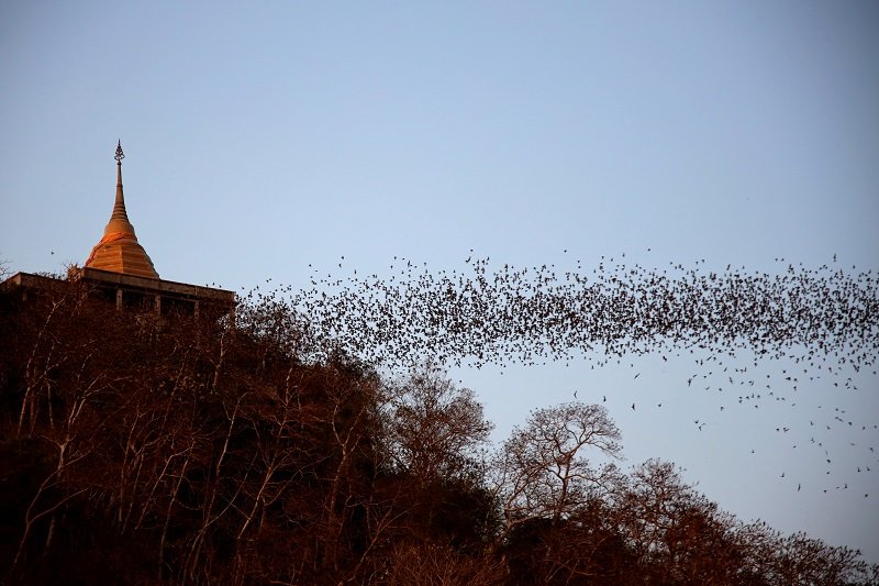 2020-06-13T120615Z_1_LYNXMPEG5C0AF_RTROPTP_4_HEALTH-CORONAVIRUS-THAILAND-BATS.JPG