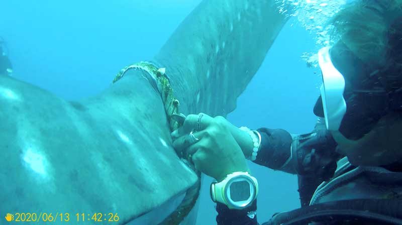 2020-06-16T151928Z_1_LYNXMPEG5F1GJ_RTROPTP_4_THAILAND-ENVIRONMENT-WHALE-SHARK.JPG