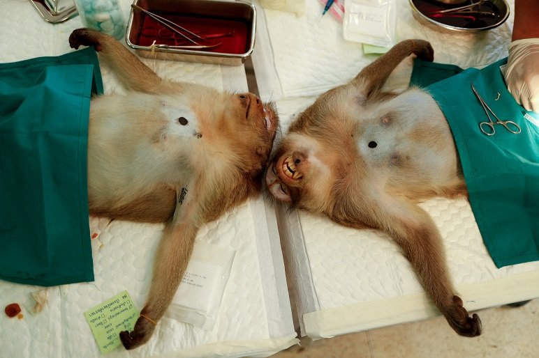 2020-06-23T114218Z_1_LYNXMPEG5M10N_RTROPTP_4_THAILAND-MONKEYS-STERILISATION.JPG