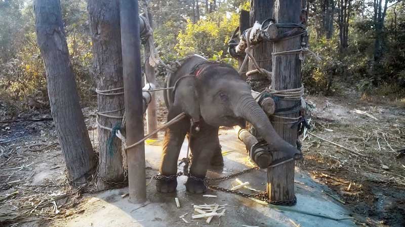 2020-06-29T150333Z_1_LYNXMPEG5S1E6_RTROPTP_4_THAILAND-ELEPHANTS.JPG