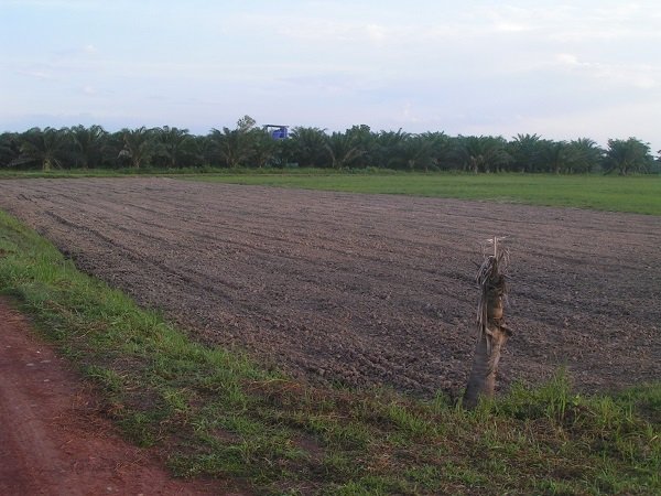 239359574_ricefieldrotored.jpg.2dd5918fde126110627a45e7c6d77928.jpg