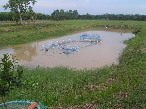 338143554_pond5fillup.jpg.d4538df8e07a1ae27ce1cebd4e1ec225.jpg