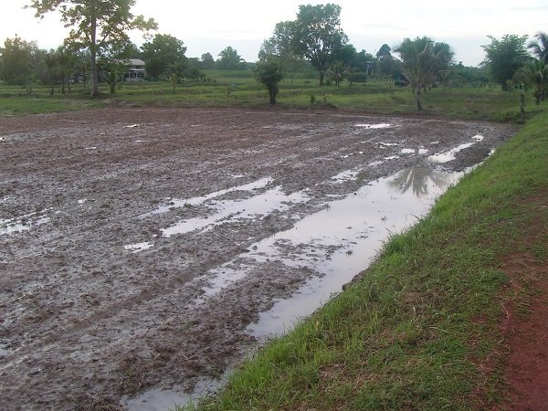 600786302_ricearea001.jpg.166a12a98a2412aca2aea30c93cb1d45.jpg
