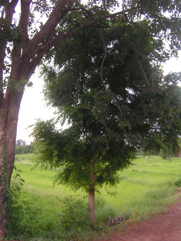 683433407_neemtree001.jpg.1c8d0cdd04f8887732e75786a97bdd21.jpg