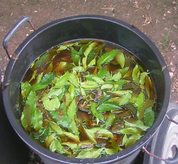 983213307_fermentneem-1.jpg.54cd9102f733af31f5d277abad51cba9.jpg