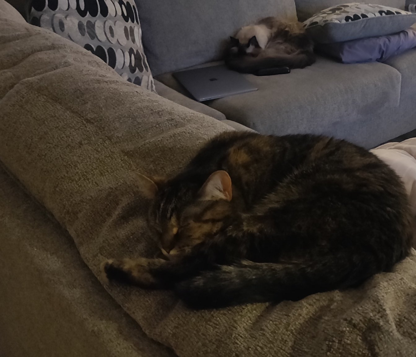 Cats2.jpg