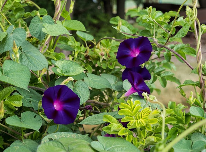 Grandpa-Otts-Morning-Glory.jpg.91c4642be2bfe303f52abd5224ebce5c.jpg