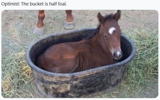 HAlfFoal.jpg.52abd14687e4e7ec486de3a34fc91a06.jpg