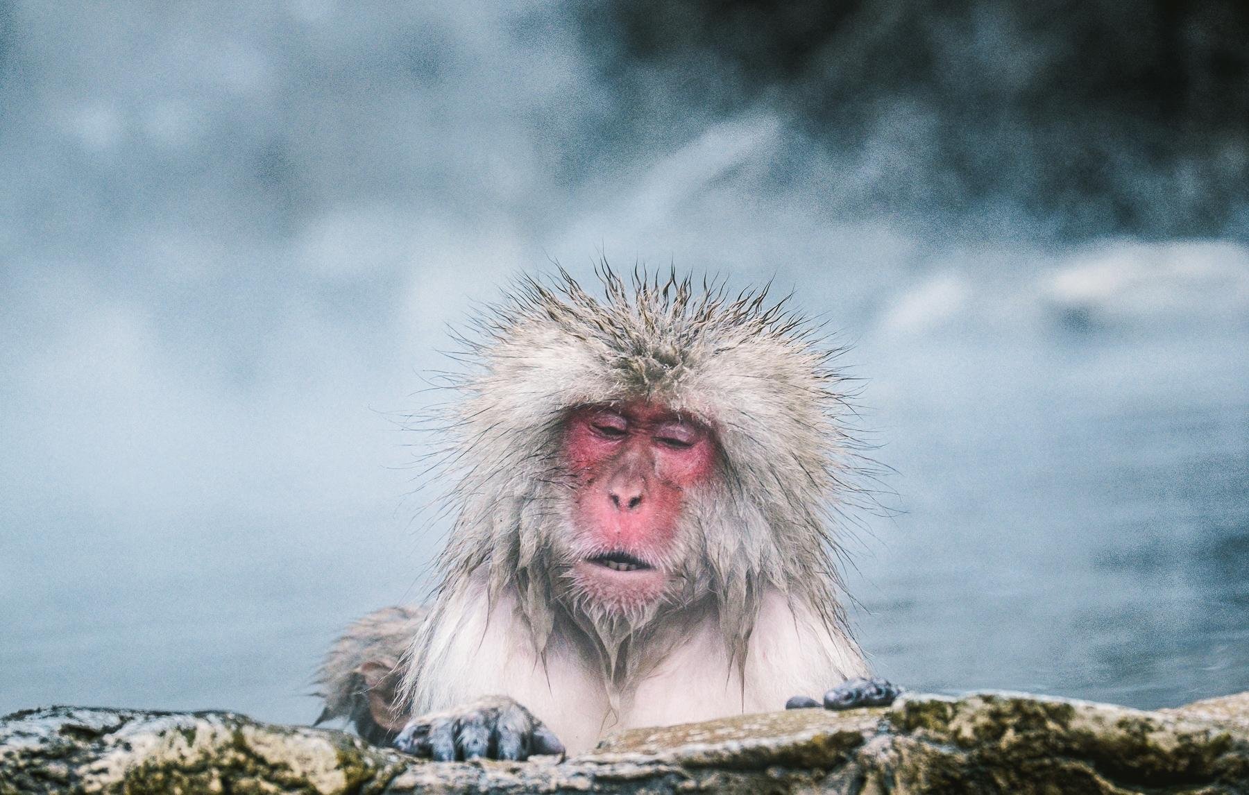 JapanSnowMonkeys__HERO_shutterstock_544714576.jpg.145470855442bdb3894185984cf53663.jpg