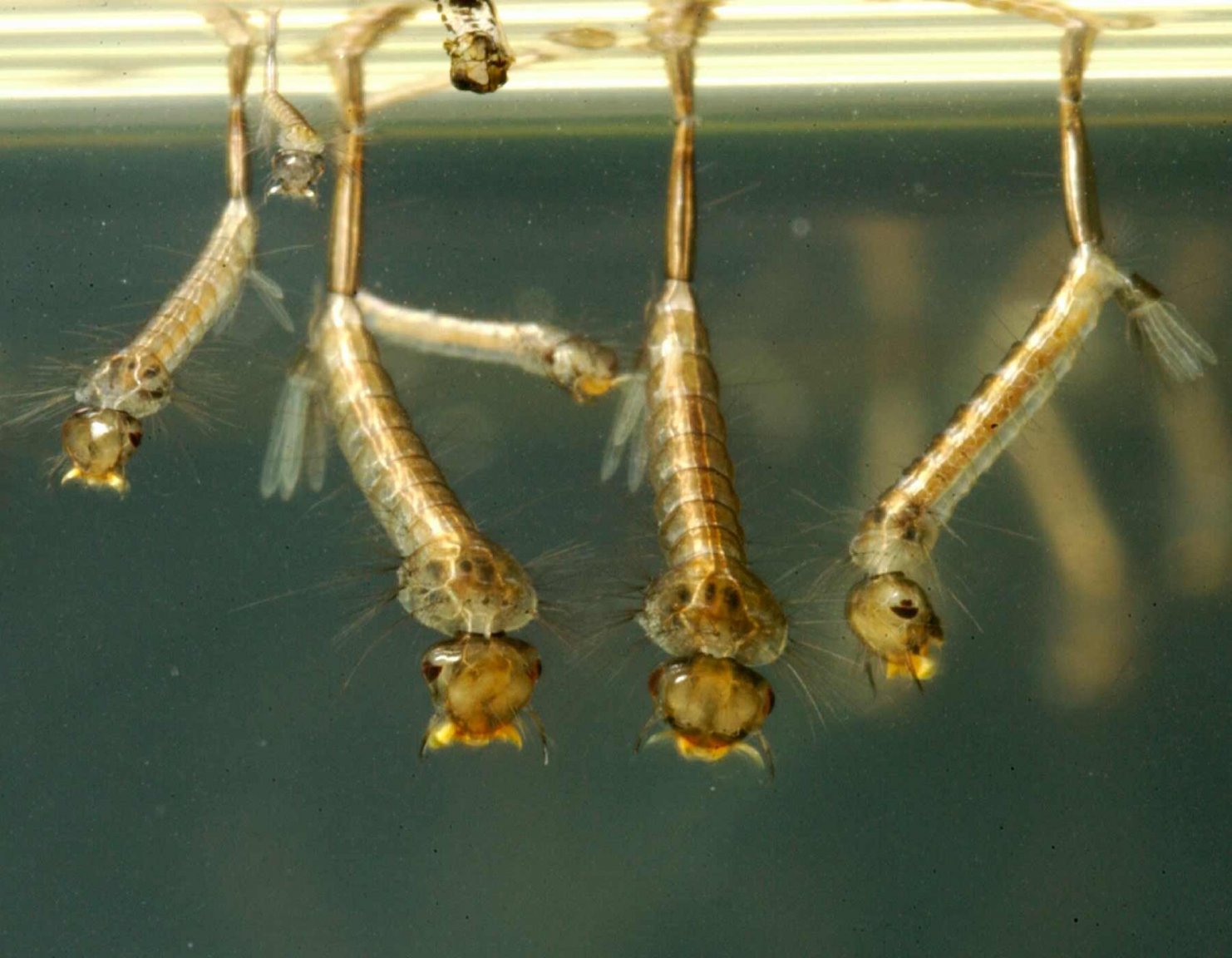 mosquito_larvae_03-12-13.thumb.jpg.78a8a2176bbe1ee585bbb0dd954c2928.jpg