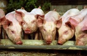 pigs.jpg.d06fc3914bcf1dbad159bab06b0adc62.jpg