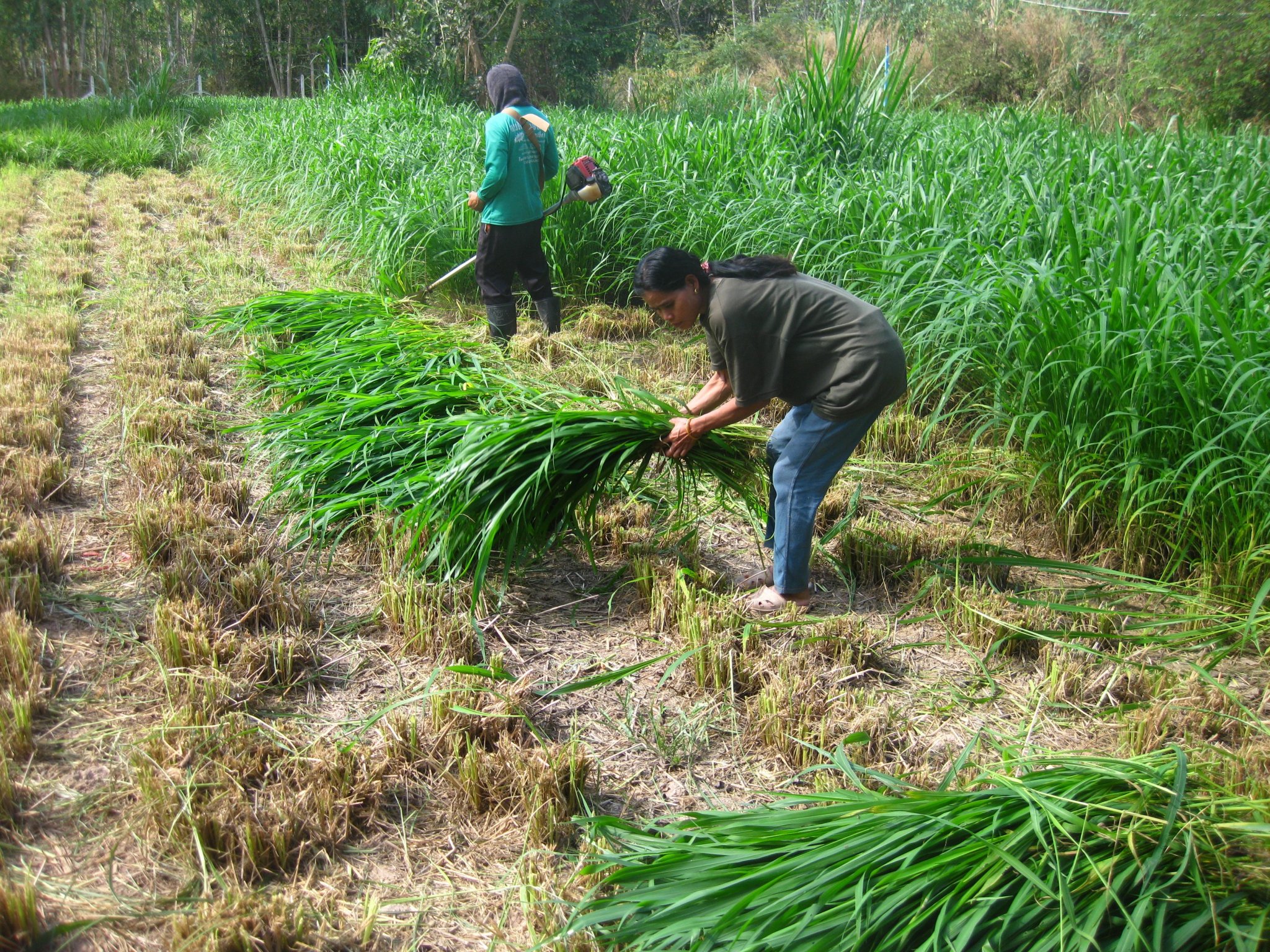 Collecting cut Mombasa grass to feed goats. Ubon Ratchathani Thailand..jpg