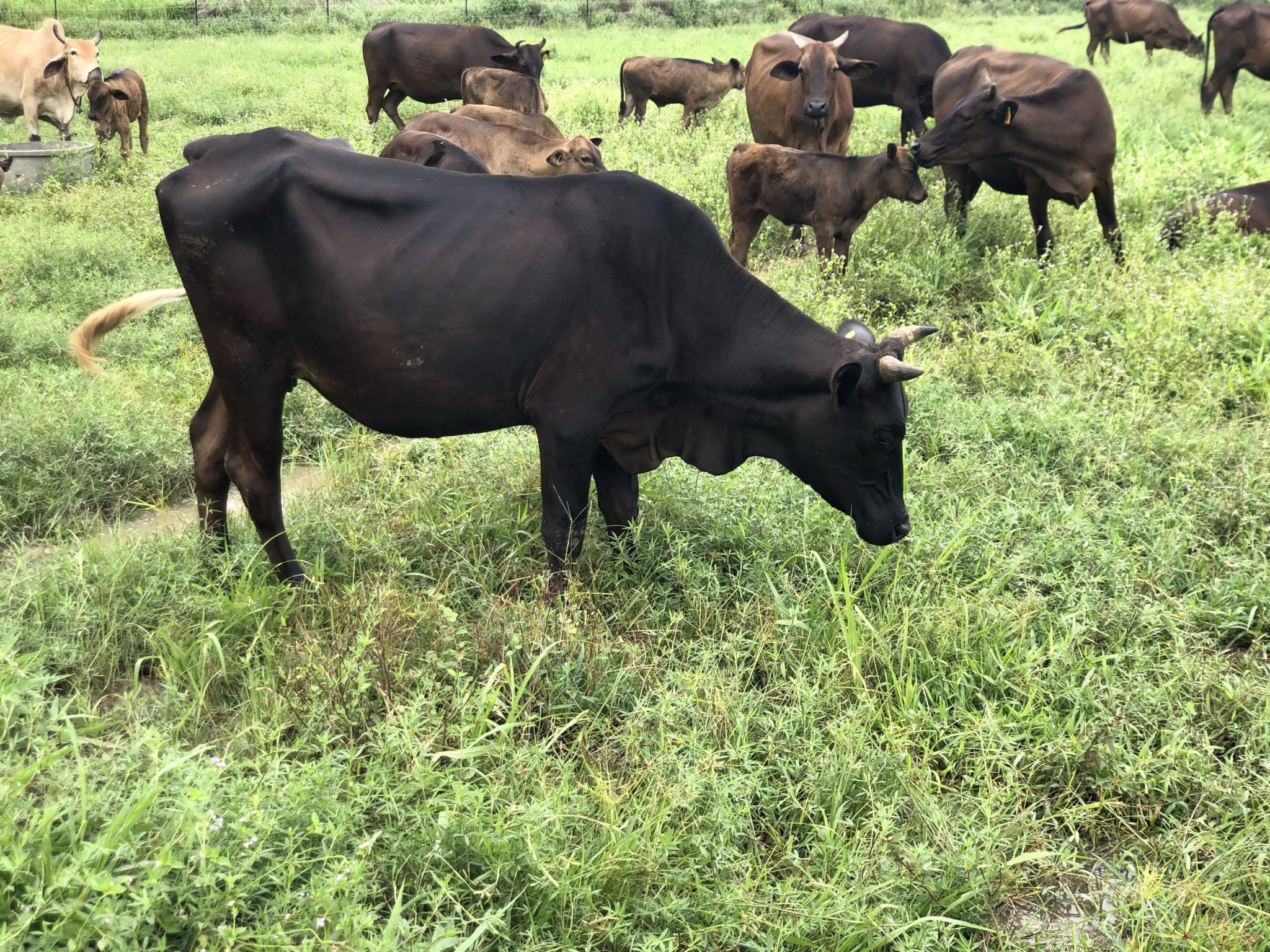 Yasothon July 2020 Wagyu X Brahman cows and calves grazing Mulato II Ubon stylo mix pasture2 (1).jpg