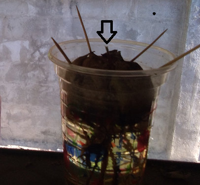 1187302840_avacadostrartgrow01.png.c21b756985a4e754ba1201cd5e7cdecf.png