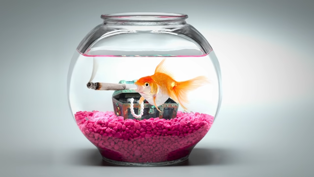 1202839817_attentionspanofagoldfishonweed.jpg.8ba3b14cf393b3910d607e96755bfed3.jpg