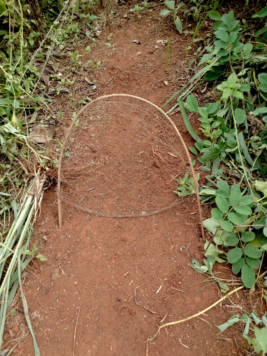  Trap1.jpg