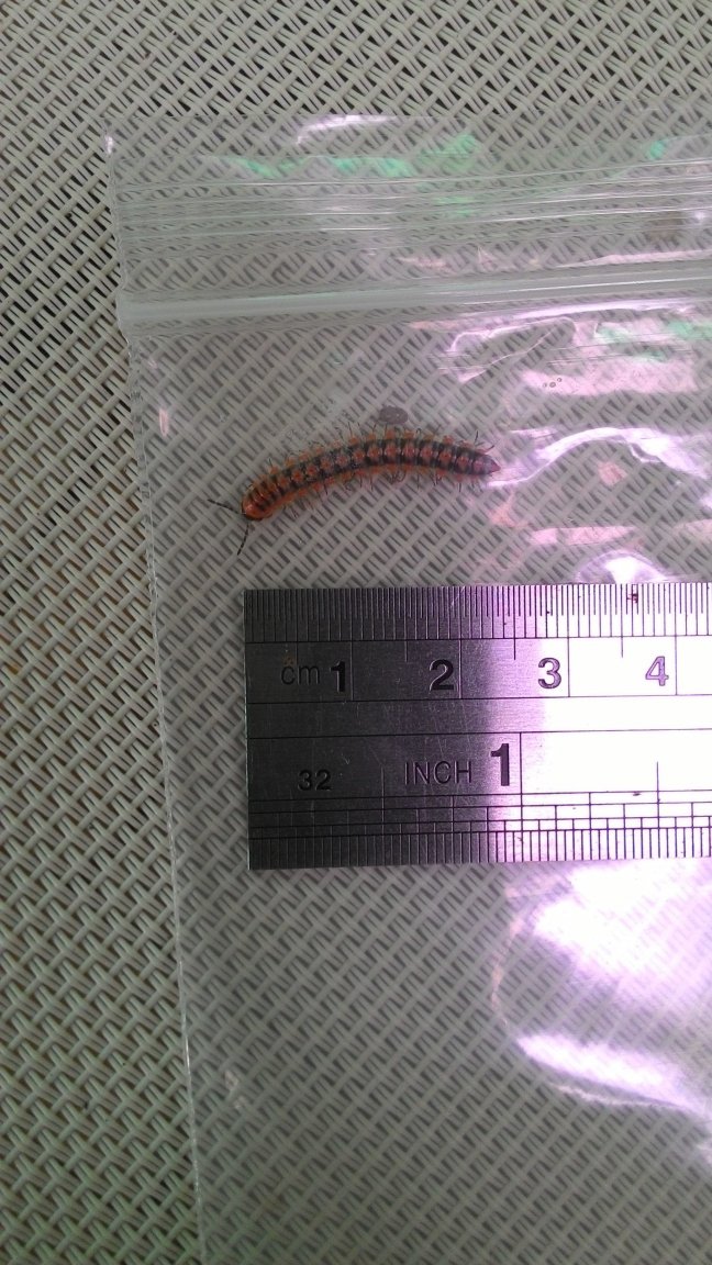 1centipede 003.jpg