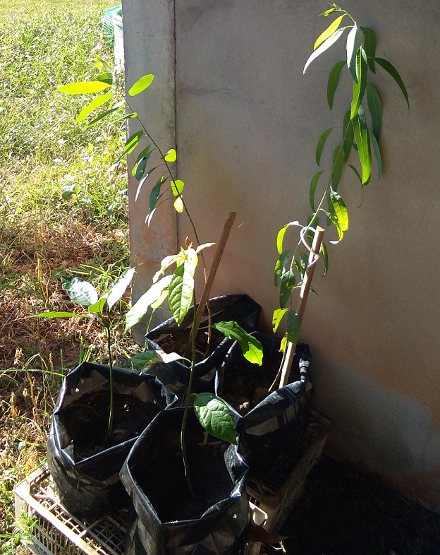 1433496363_fourfarmplants02.png.9dbb6f532f91f013b246d880867b07e6.png