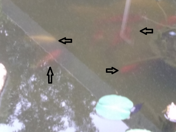 154899691_amazoncarpsad01.png.60b73edd2d12e1afcae34370cfd8fbb3.png