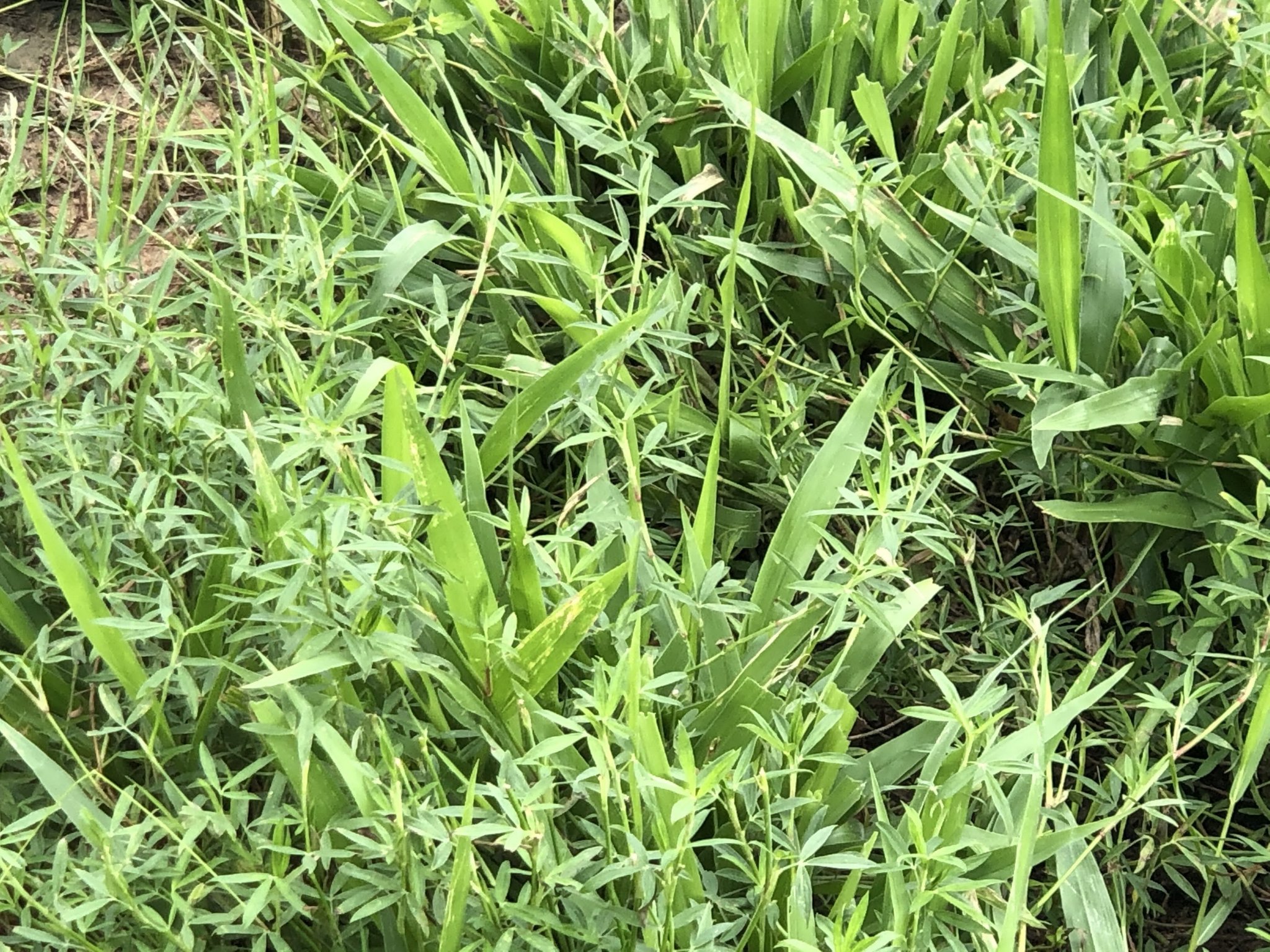 Yasothon July 2020 Mulato II Ubon stylo mixed sward.jpg