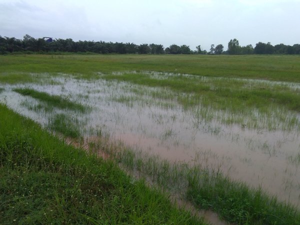 1817091574_raininricefield02.jpg.7995ca646ac26c822d325e9d1abea3d4.jpg